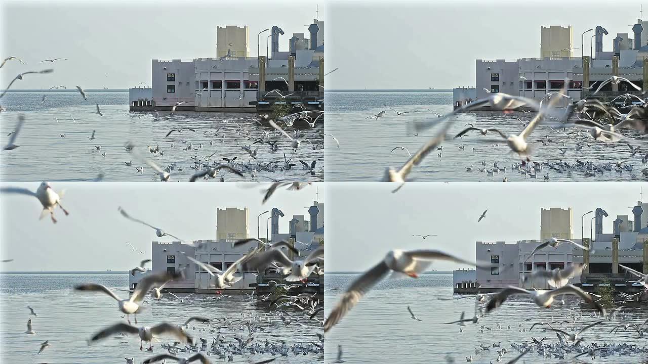 海鸥在海里飞行和游泳