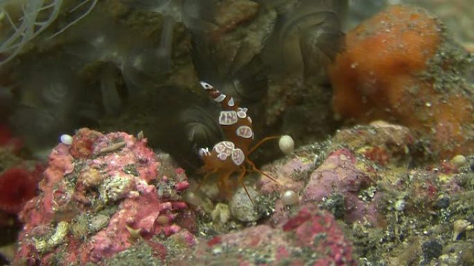 性感银莲花虾海底生物海虾觅食珊瑚中的海虾