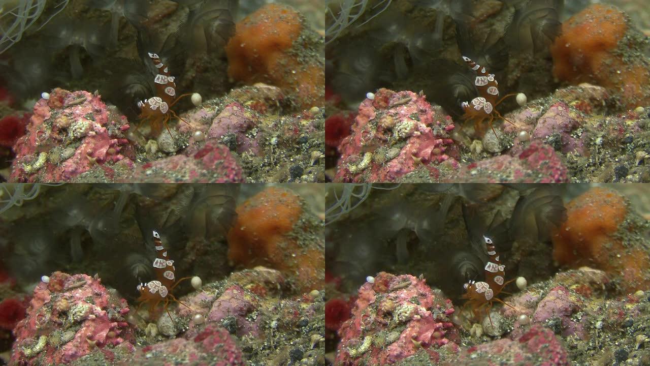 性感银莲花虾海底生物海虾觅食珊瑚中的海虾
