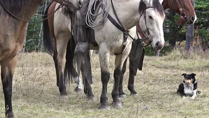 马背上的牛仔和等待放牛的牛狗