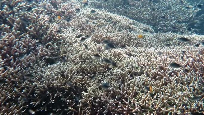 马来西亚西巴丹珊瑚礁