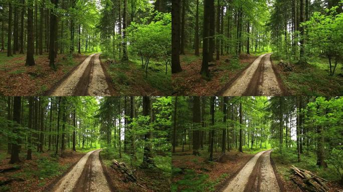 针叶林的低空中跟踪镜头