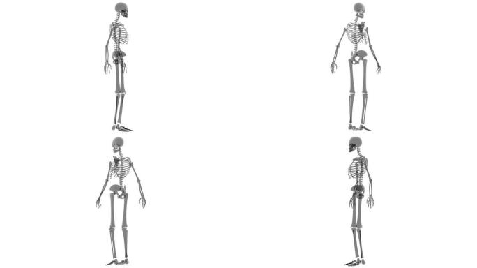 用于研究的人体骨骼X射线