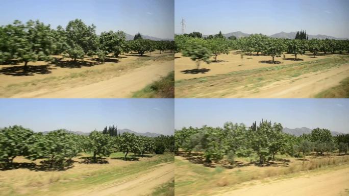 从火车旅行中看到的土耳其无花果果园