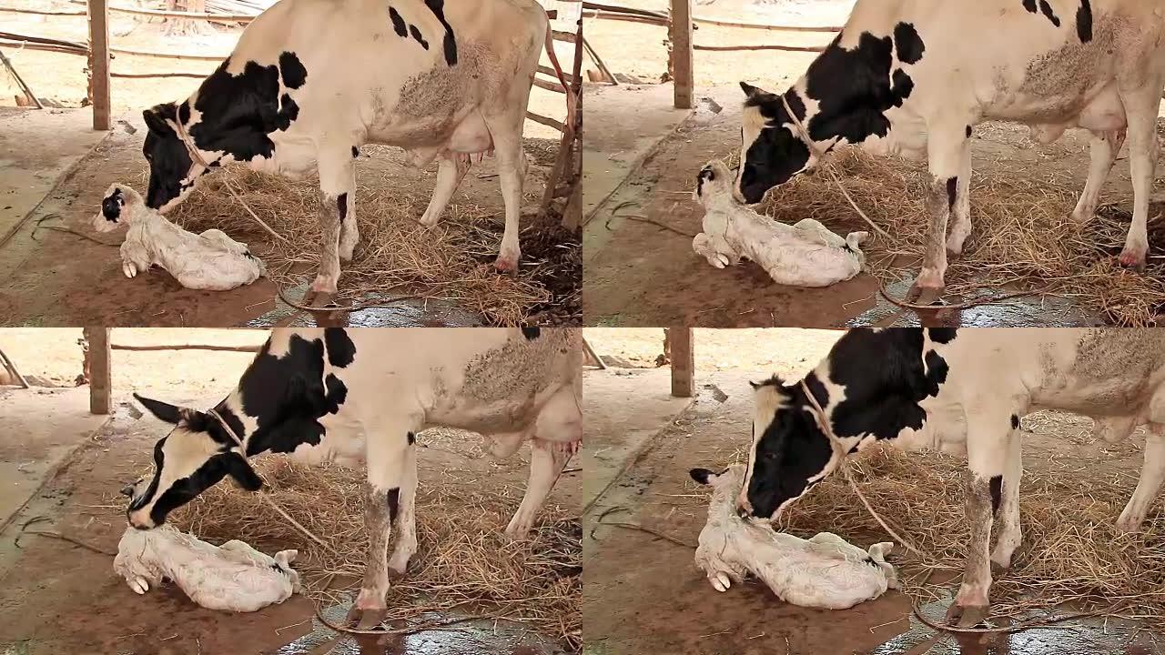 奶牛用放大技术清洁新生儿