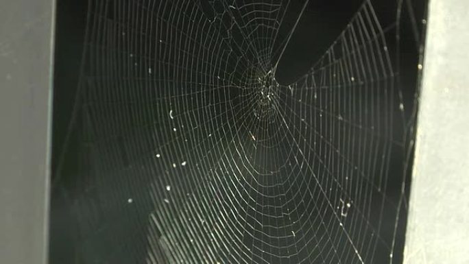 风中的蜘蛛网蛛网捕食诱网
