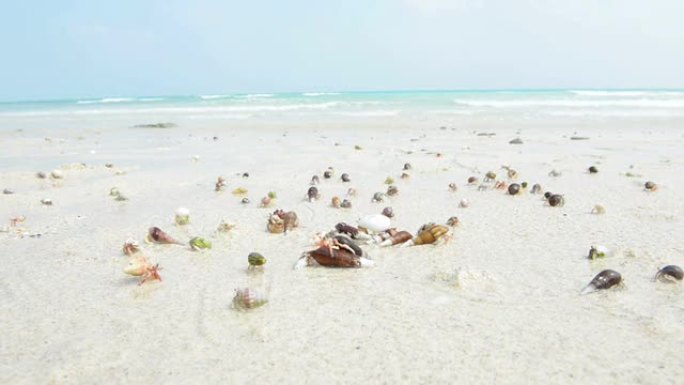 奔向大海特写爬动海岸