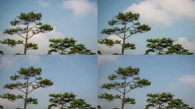 松树与天空