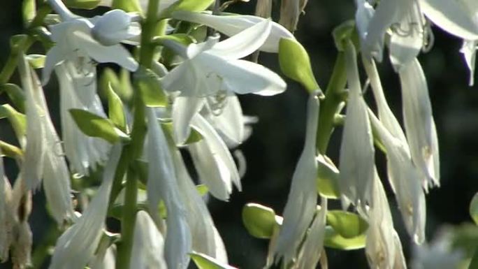 白花白花