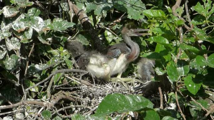幼年的三色鹭在它们的巢中