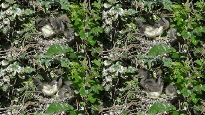 幼年的三色鹭在它们的巢中