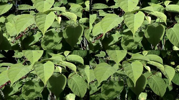 日本虎杖，Fallopia japonica，在苏格兰农村