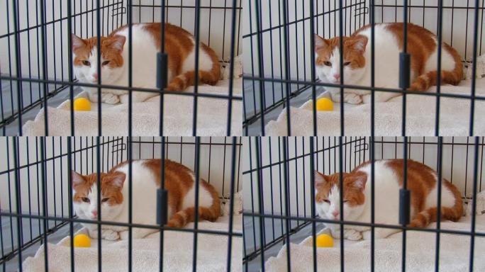 关在笼子里的橙色和白色的斑猫