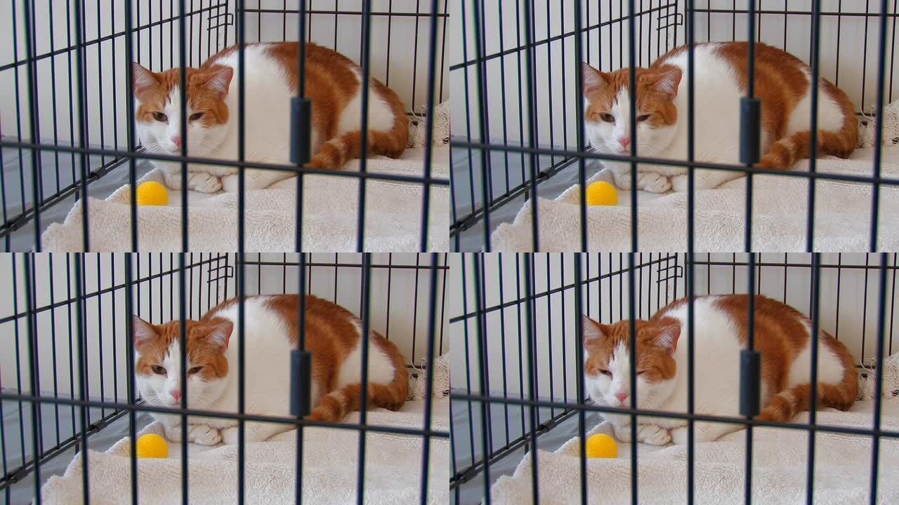关在笼子里的橙色和白色的斑猫