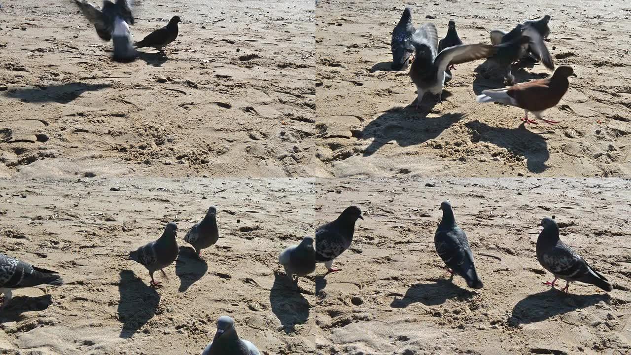 海滩上的鸽子