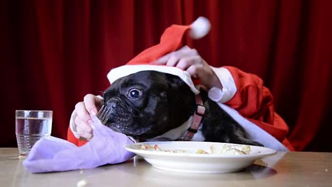 用手吃饭的圣诞狗宠物照片摄影护理用品玩具