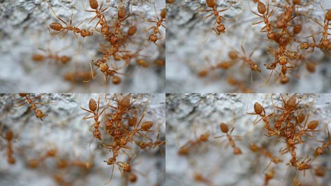 红蚂蚁带着病蚂蚁