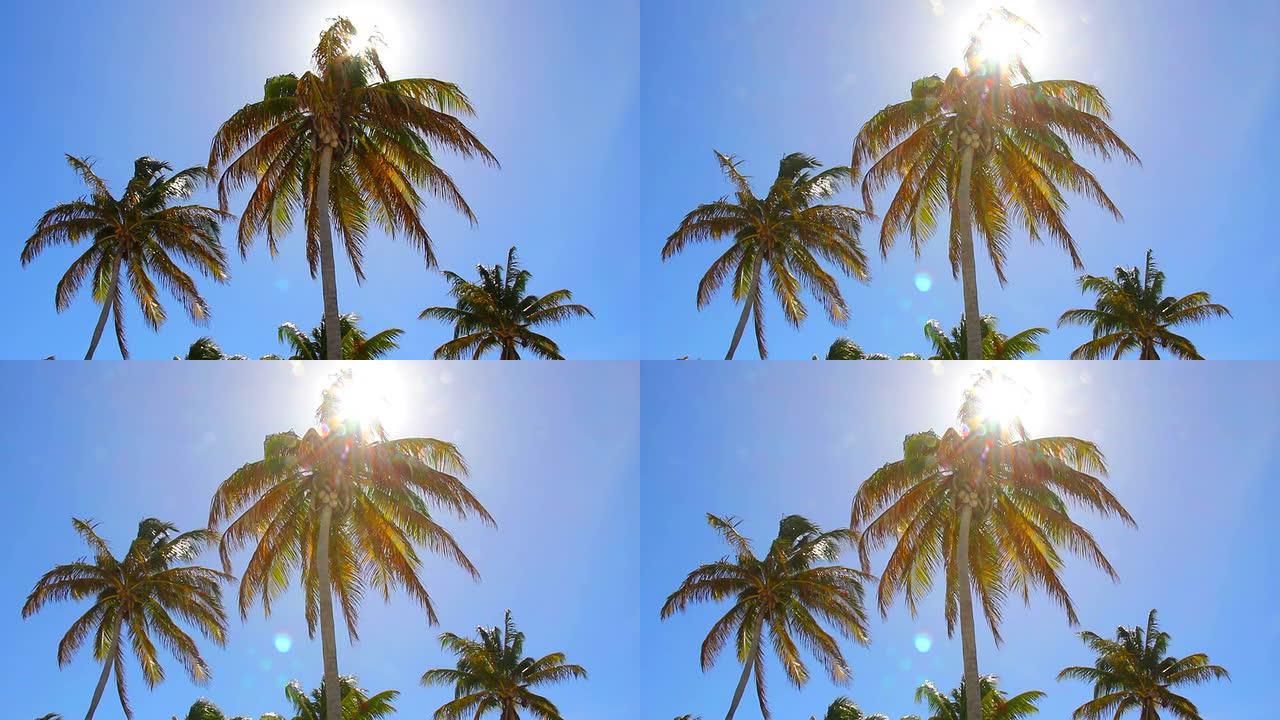 热带阳光透过棕榈树