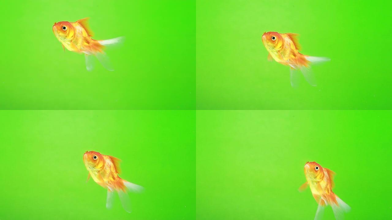 金鱼绿屏背景抠图观赏鱼养鱼