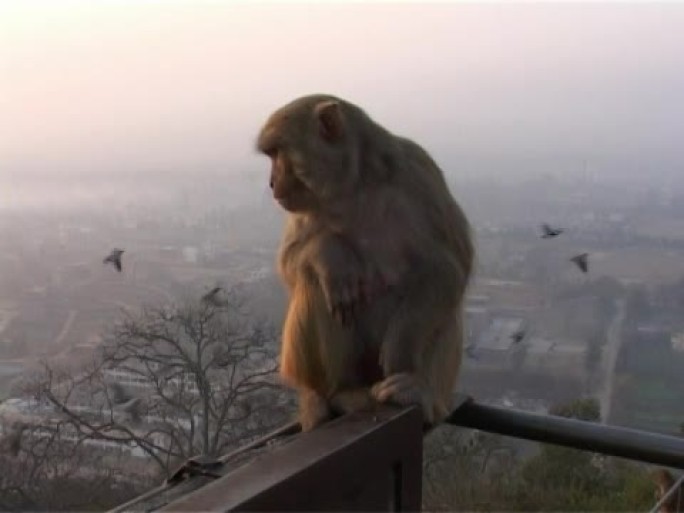 日出时猴子坐在栏杆上