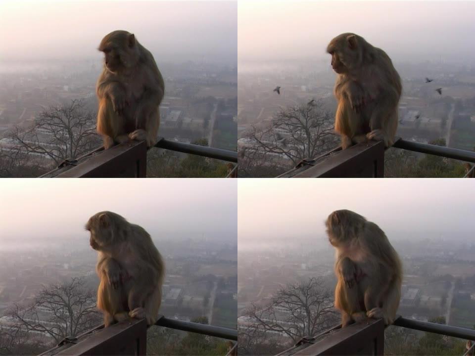 日出时猴子坐在栏杆上