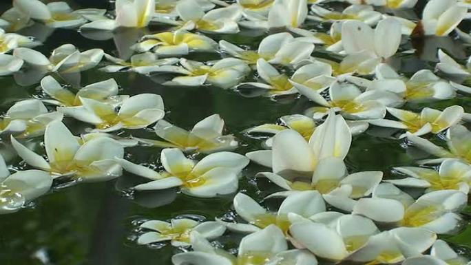 漂浮的花朵漂浮的花朵