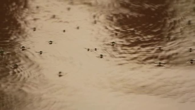 水蜘蛛水黾浮在水上水面张力