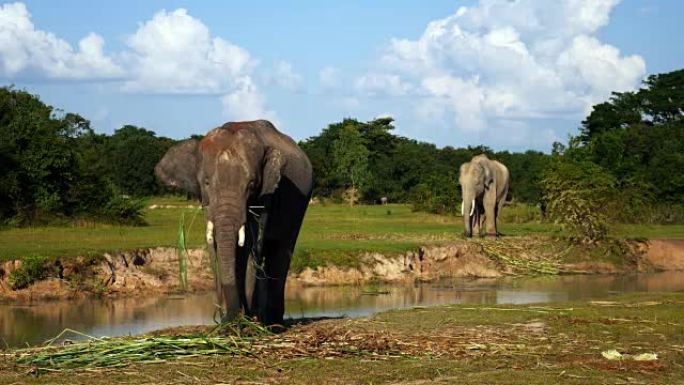 泰国素林的亚洲象泰国素林的亚洲象亚洲象