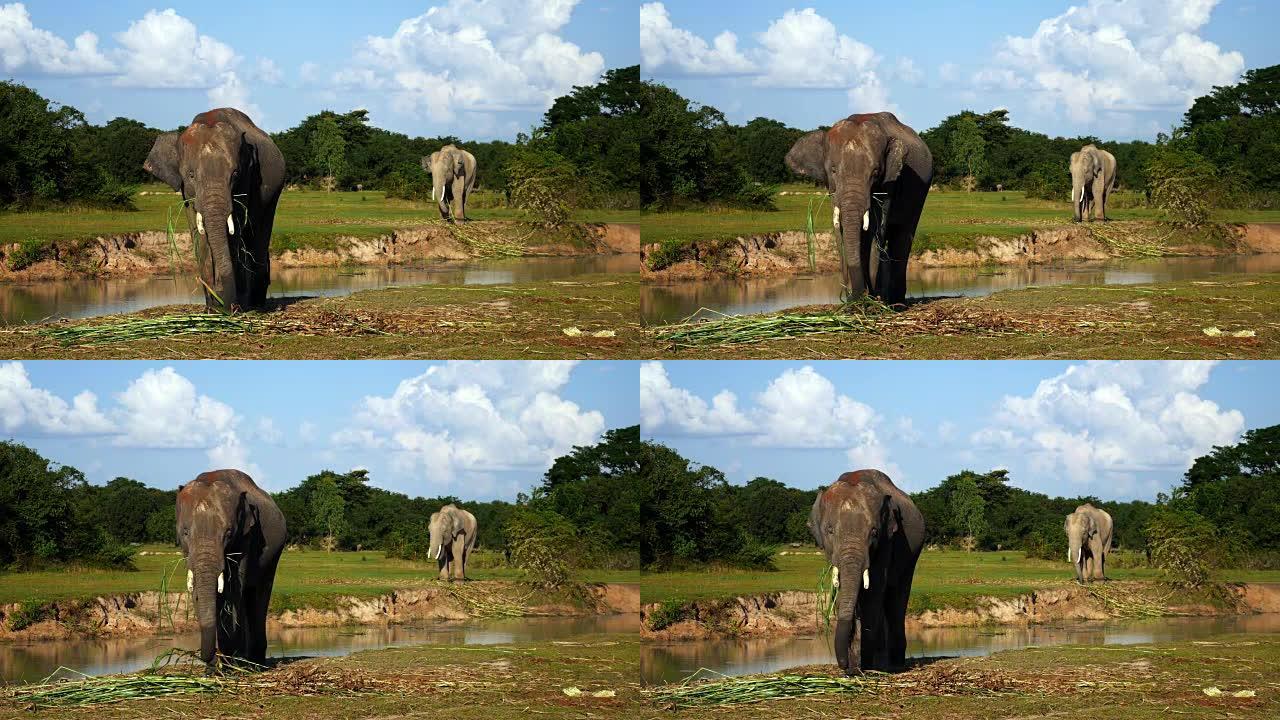 泰国素林的亚洲象泰国素林的亚洲象亚洲象