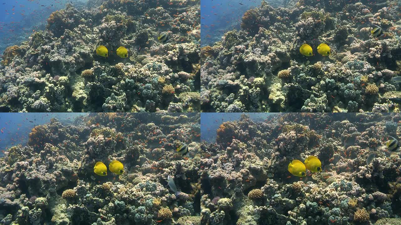 海洋世界3珊瑚