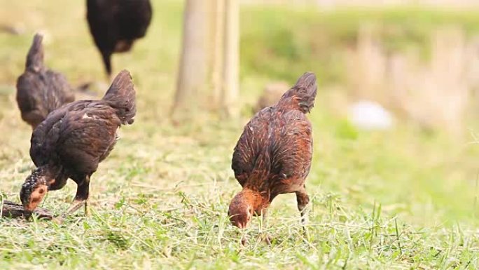 农村的当地公鸡走地鸡公母鸡散养鸡场