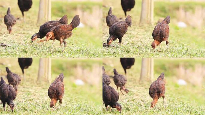 农村的当地公鸡走地鸡公母鸡散养鸡场