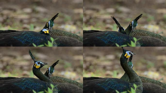 孔雀 (Pavo cristatus) 特写。