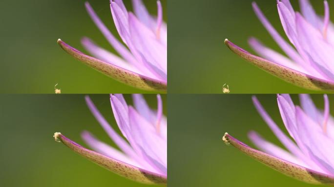 工作还是玩耍？