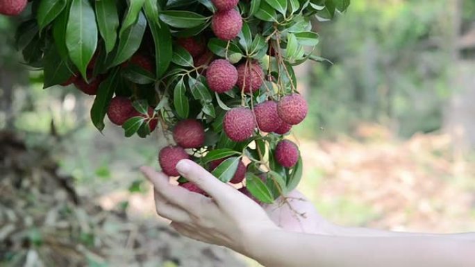 荔枝果乡村振兴丰收岭南农民种植果园