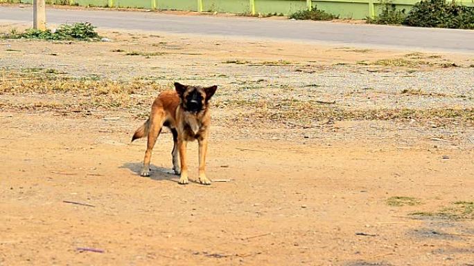 狗吠凶狠看门狗猎犬