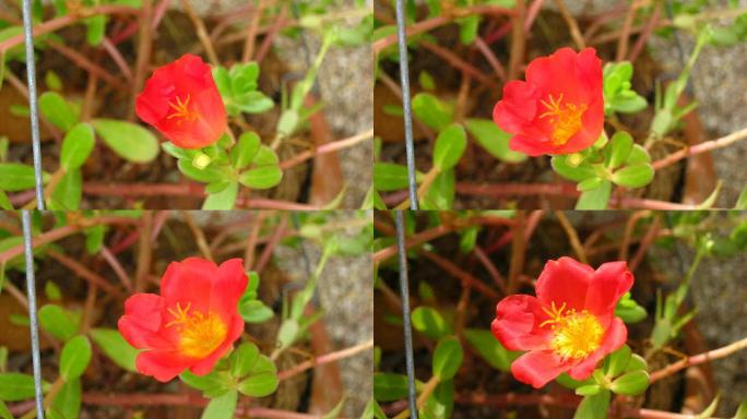 红色Verdolaga花朵绽放的时间流逝