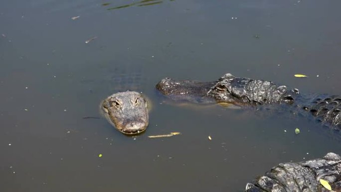 鳄鱼咬小鳄鱼鳄鱼小鳄鱼