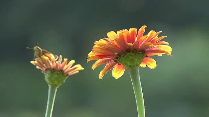 黄色花朵和蝴蝶盛开复苏春暖花开蜜蜂齐放