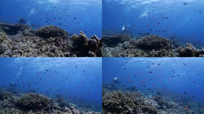 Anthias鱼，潜水员在强流海底游泳 (4K)