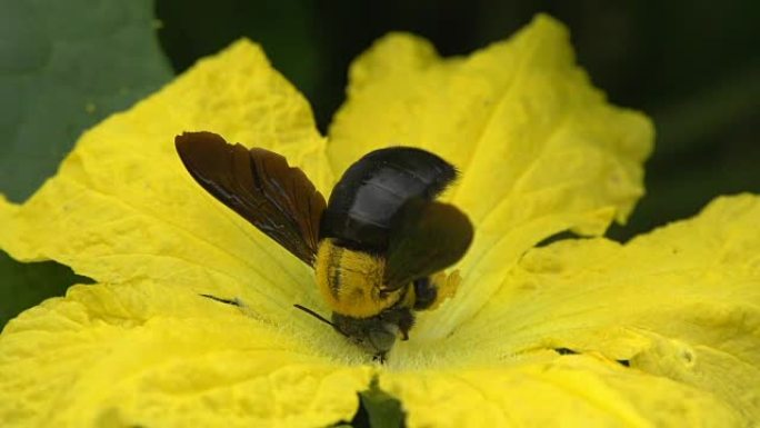 黄花上的大黄蜂慢黄花上的大黄蜂慢