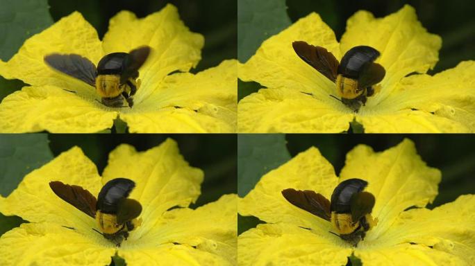 黄花上的大黄蜂慢黄花上的大黄蜂慢