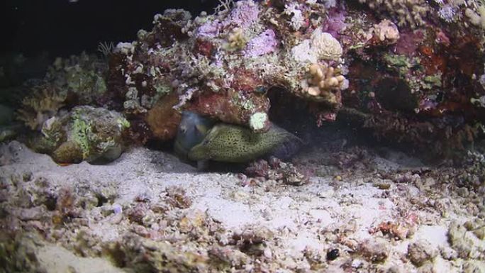 海鳗吃鱼热带鱼群海洋大海野生动物