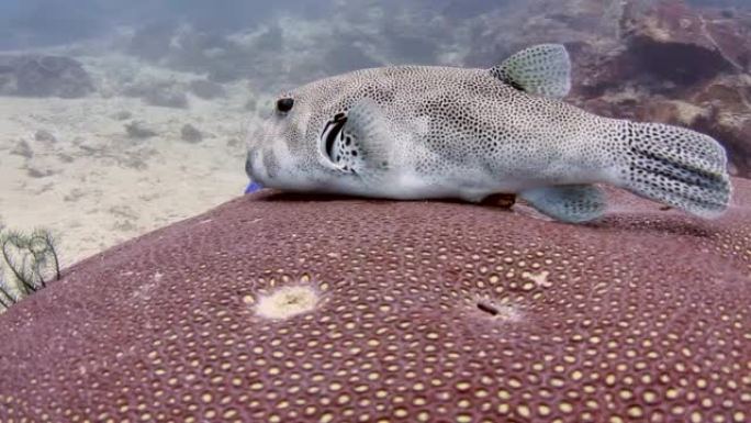 珊瑚和鱼深潜潜水特写镜头生物多样性
