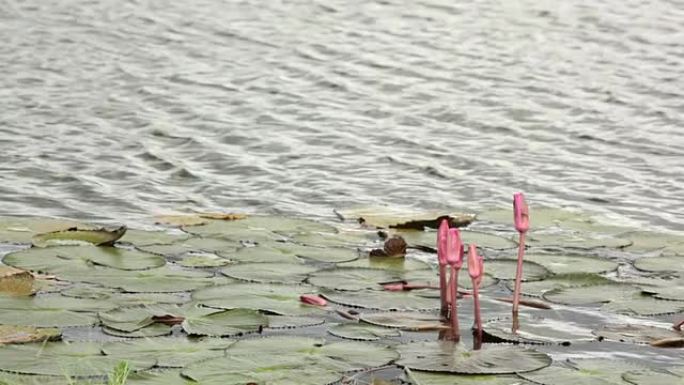 湖面上的红莲