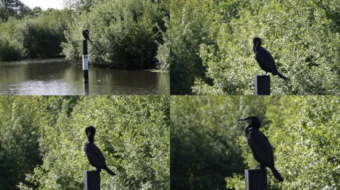 高清视频cormorant Phalacrocorax carbo四个剪辑
