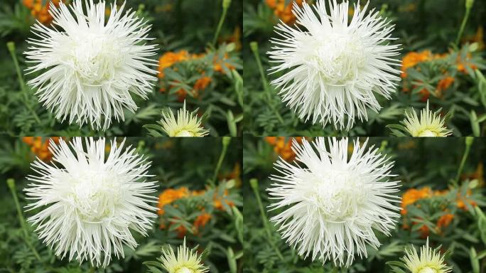 白色星号白菊植物公园绿化美化生态环境