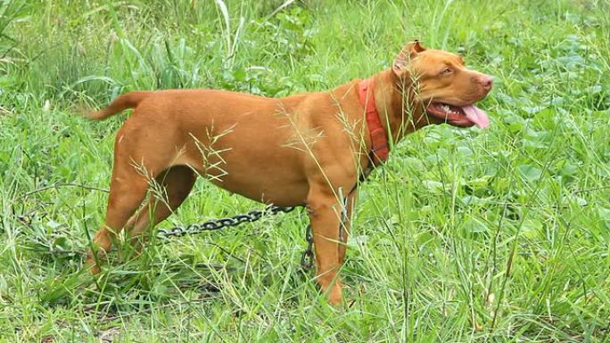 比特斗牛犬比特斗牛犬小狗