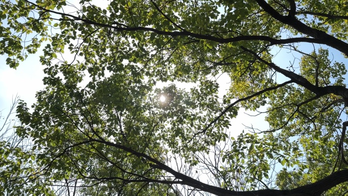 4K原创 阳光透过树叶大合集