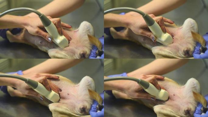 兽医用超声波检查一只小狗。